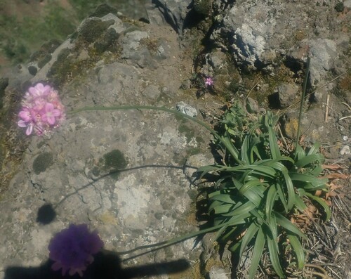 Armeria maderensis (Armeria maderensis)