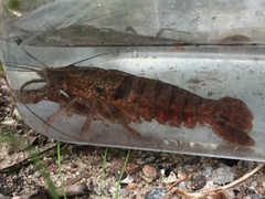 Procambarus enoplosternum