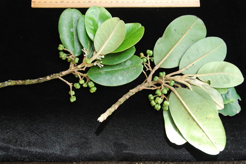 Melicope degeneri