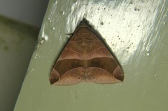 Bastilla