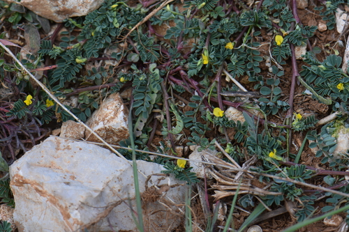 Hippocrepis biflora (Hippocrepis biflora)