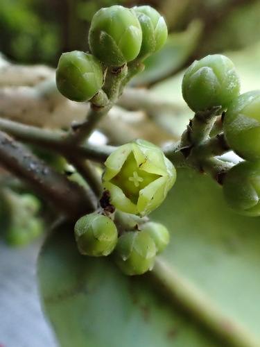 Melicope degeneri