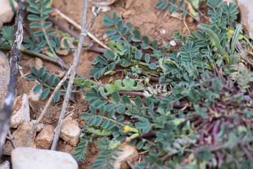 Image of Hippocrepis biflora by (c) Franck Cabot, some rights reserved (CC BY)