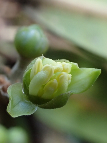 Melicope degeneri