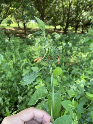 Leonotis nepetifolia observed 2023-04-21