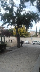 Gleditsia triacanthos