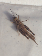 Spharagemon cristatum