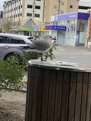 Chroicocephalus novaehollandiae scopulinus