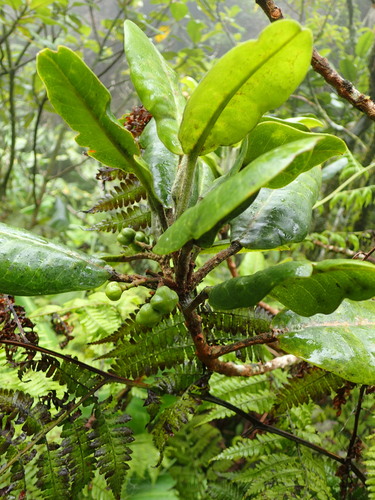 Melicope degeneri