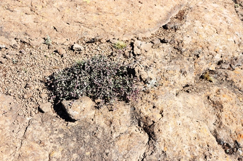 Image of Ruschia putterillii by (c) Tony Rebelo, some rights reserved (CC BY-SA)