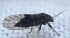Cacopsylla pyricola