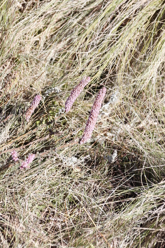 Image of Foxtail Heath (Erica alopecurus) by (c) Tony Rebelo, some rights reserved (CC BY-SA)