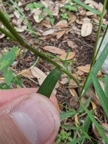 Image of Dichanthelium pedicellatum by (c) Cleveland Powell, some rights reserved (CC BY)