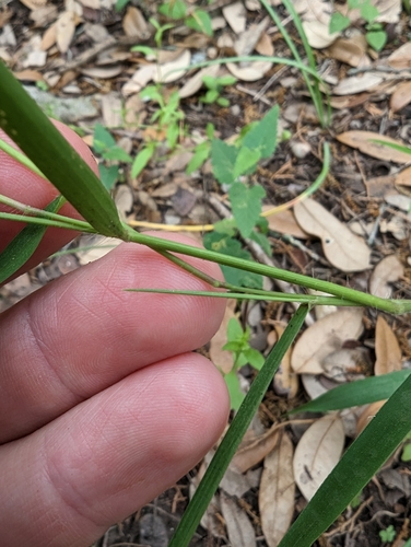 Image of Cedar Rosette Grass (Dichanthelium pedicellatum) by (c) Cleveland Powell, some rights reserved (CC BY)