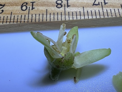 Melicope degeneri observed 2022-01-17