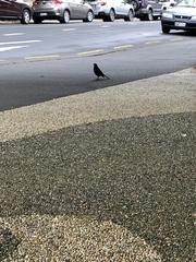 Turdus merula merula