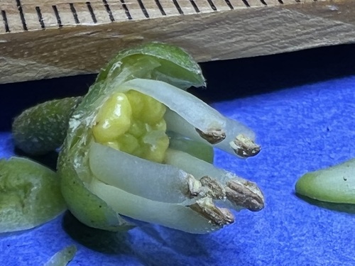 Melicope degeneri