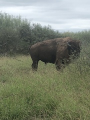 Bison