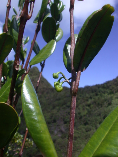 Melicope feddei