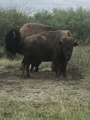 Bison