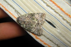 Blenina
