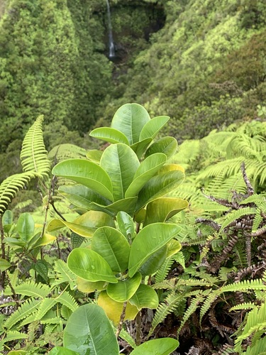 Melicope feddei observed 2021-06-30