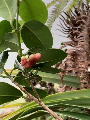 Melicope feddei observed 2021-07-29