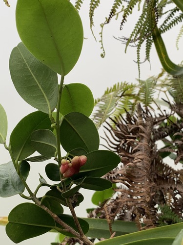 Melicope feddei