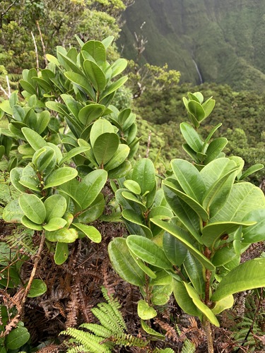 Melicope feddei observed 2021-08-10