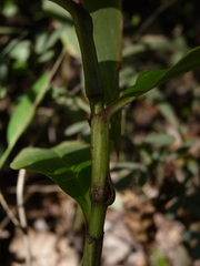 Commelina virginica