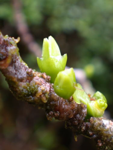 Melicope haleakalae