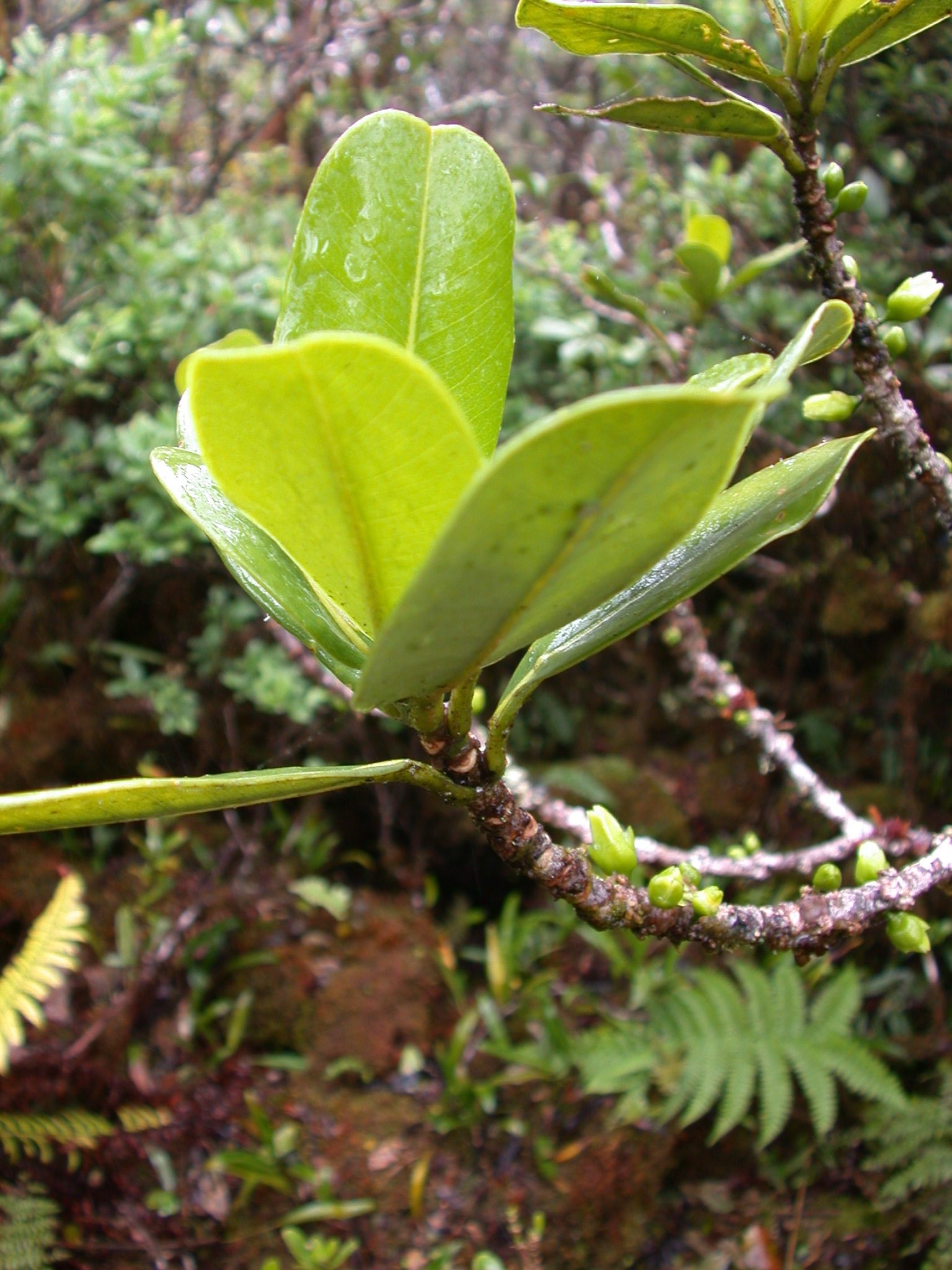 Melicope haleakalae