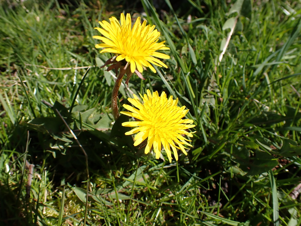 hook-lobed dandelions from Vesthimmerland, Nordjylland, Denmark on ...