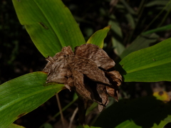 Commelina virginica