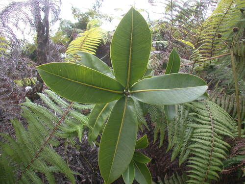 Melicope haleakalae