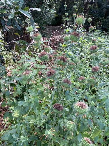 Leonotis nepetifolia observed 2023-04-21
