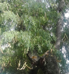 Gleditsia triacanthos