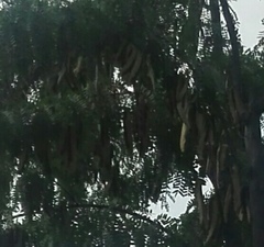 Gleditsia triacanthos