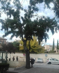 Gleditsia triacanthos