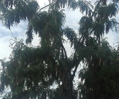 Gleditsia triacanthos