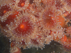 Corynactis californica