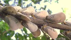 Poekilloptera phalaenoides