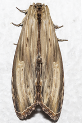 Truncaptera meridionalis