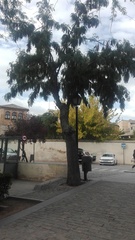 Gleditsia triacanthos