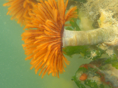 Eudistylia polymorpha