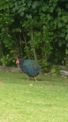 Porphyrio hochstetteri