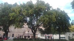 Gleditsia triacanthos