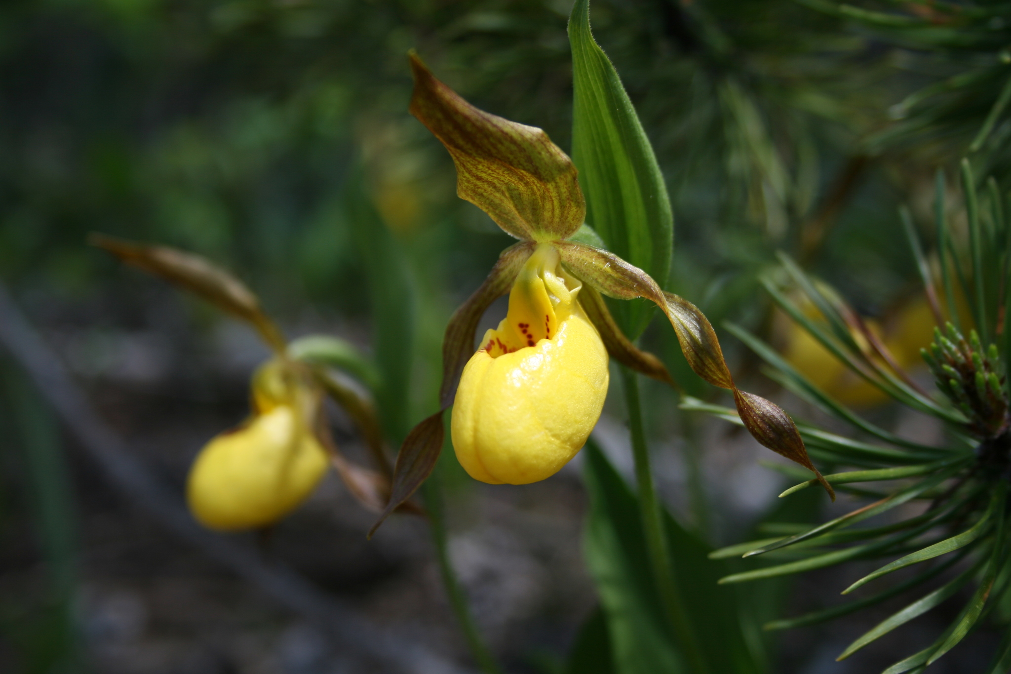 Cypripedium