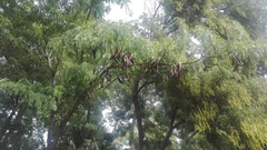 Gleditsia triacanthos