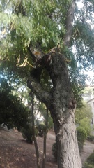 Gleditsia triacanthos